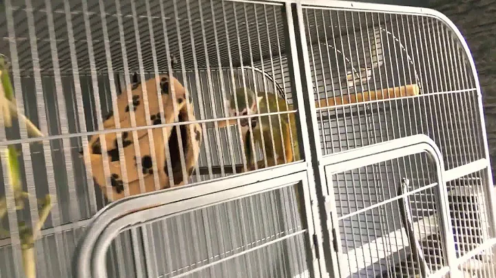 First night in his new cage /squirrel monkey - DayDayNews