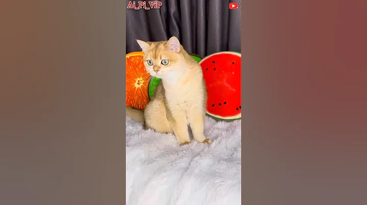 Video 11777281: cats dogs pets funniest, pets funny cats funniest, cat pet fun, cat dog pets cute