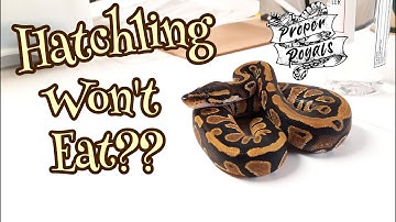 Ball python hatchling won