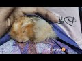 Sleeping potato 😂😂😂 #relaxing #satisfactory #cutie