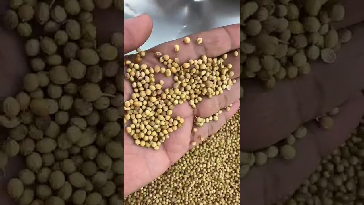 Coriander Seeds Available in bulk quantity, premium export quality | Indian Spice Exporter