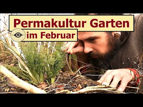 Video: Was sind Knoblauchschnittlauch: Erfahren Sie mehr über den Anbau von Knoblauchschnittlauch im Garten