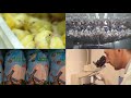 دجاج الطاحونة Al Tahooneh Chicken دجاج الطاحونة Al Tahooneh Chicken