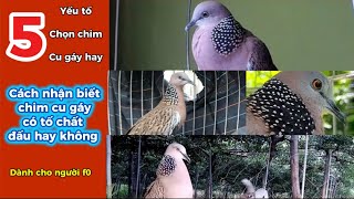 5 Cách Nhận Biết Chim Cu Gáy Có Tố Chất Hay