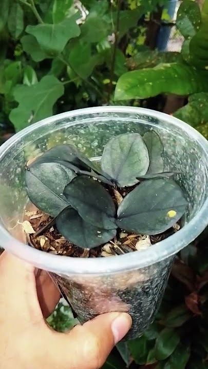 Black Raven Zz |Miss Mary Cris Garden #blackraven #zz #welcomeplant  #propagation #shopee #plantita