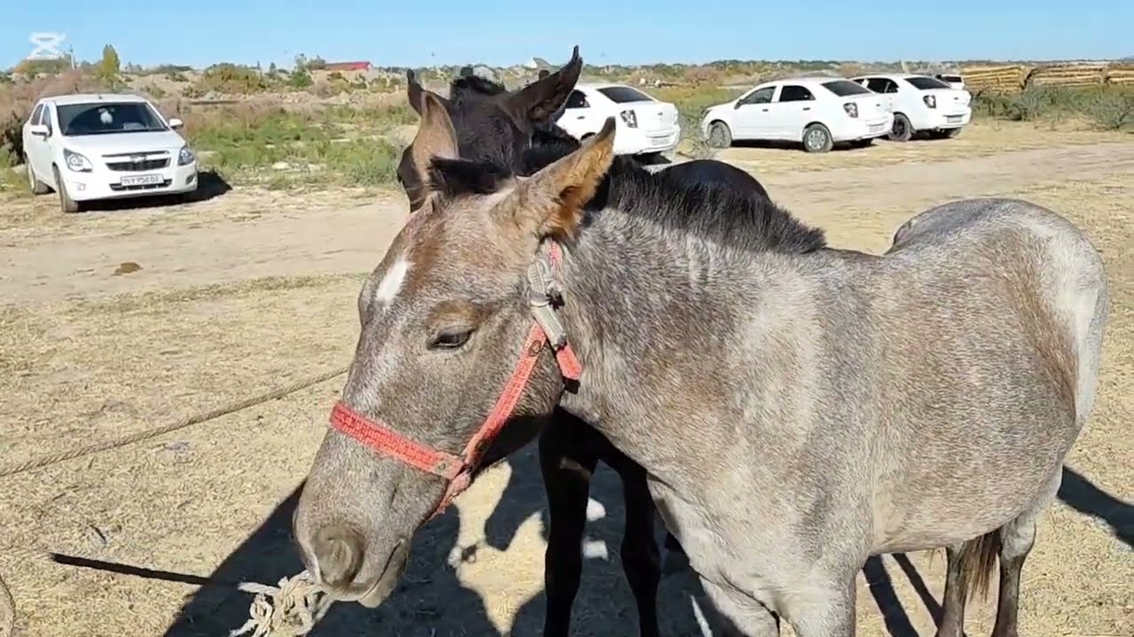 АТ БАЗАР 12 ОКТЯБР 2025 ЖЫЛ ШЫМБАЙ