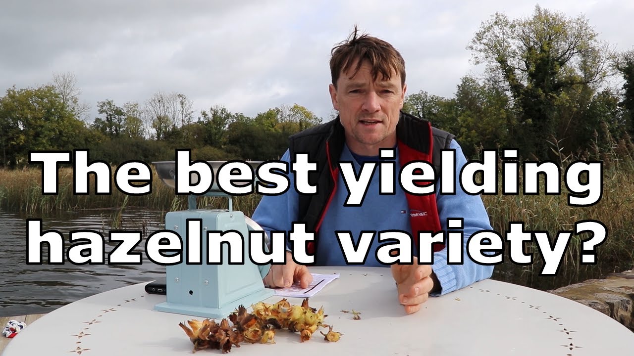 Best Yielding Hazelnut Varieties on Gubb Farm in 2021