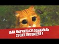 Как научиться понимать своих питомцев? - Шоу Картаева и Махарадзе