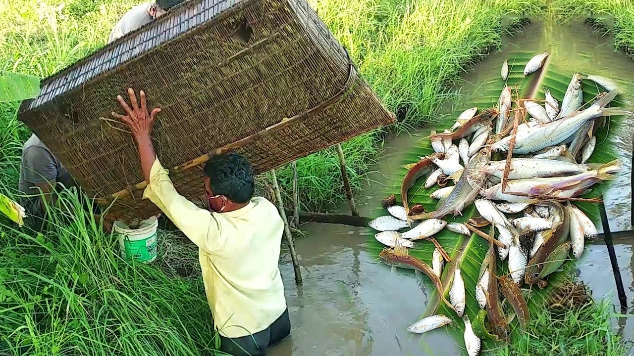 Fish Trap Bamboo Fishing Basket, Survival Fishing Tricks, Fishing Videos