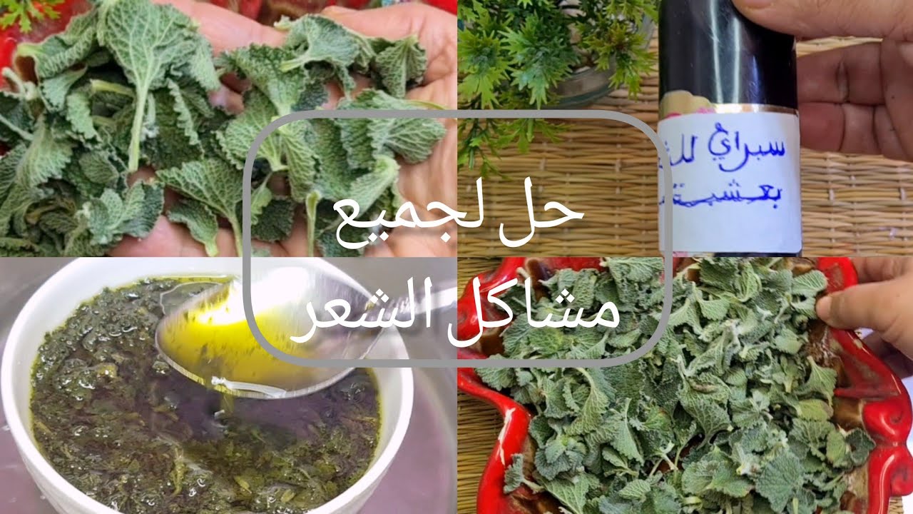 العشبة المعجزة لي حياة شعر العديد من السيدات  نتيجتو فعالة و فورية نتحداك مايعطيكش نتيجة