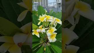 Plumeria Flower plant 🌵🌵🌵🌵🌵🌵|,plumeria cutting,diy plumeria flowers.#viral #flowers #plumeria