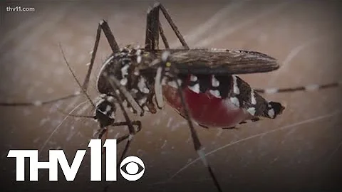 Why mosquitoes bite some more than others