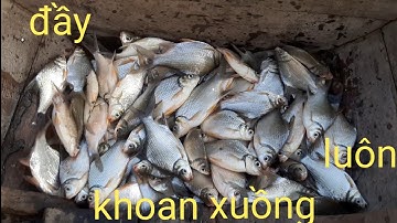Câu cá sông tiền,trúng ổ cá dảnh cá ăn lia lịa không kịp móc mồi