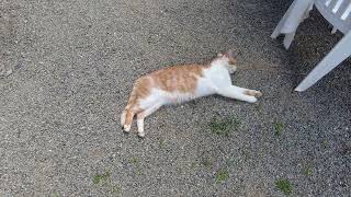 Millie The Cat, Côtes d'Armor, Brittany, France 20th June 2026 #4K #cats