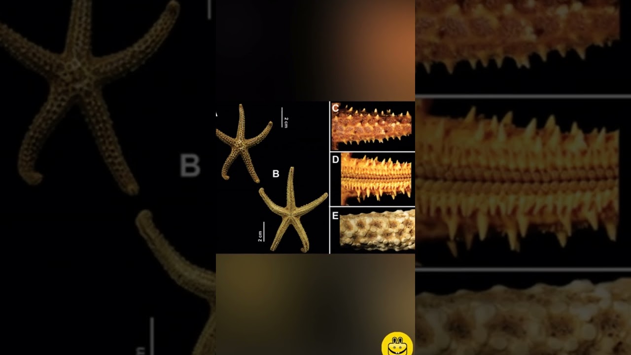 Echinaster brasiliensis