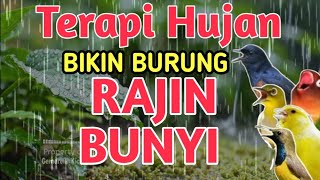 JADI GACOR‼️ Terapi Burung Stres dan Macet Bunyi dengan Suara Hujan