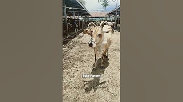 sapi lucu l lembu joget l sapi moo l cow video