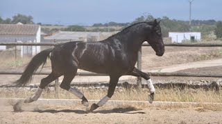 Sold Top Mover Pre Horse - 6 Yo - 163 Cm - Piro Free