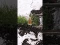 Adding Grass and Tufts to Diorama