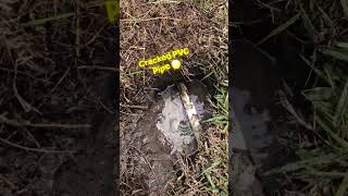The Irrigation Adventure: Buried Secrets 😮#DIYProject#HomeDepotRun#IrrigationRepair #trending