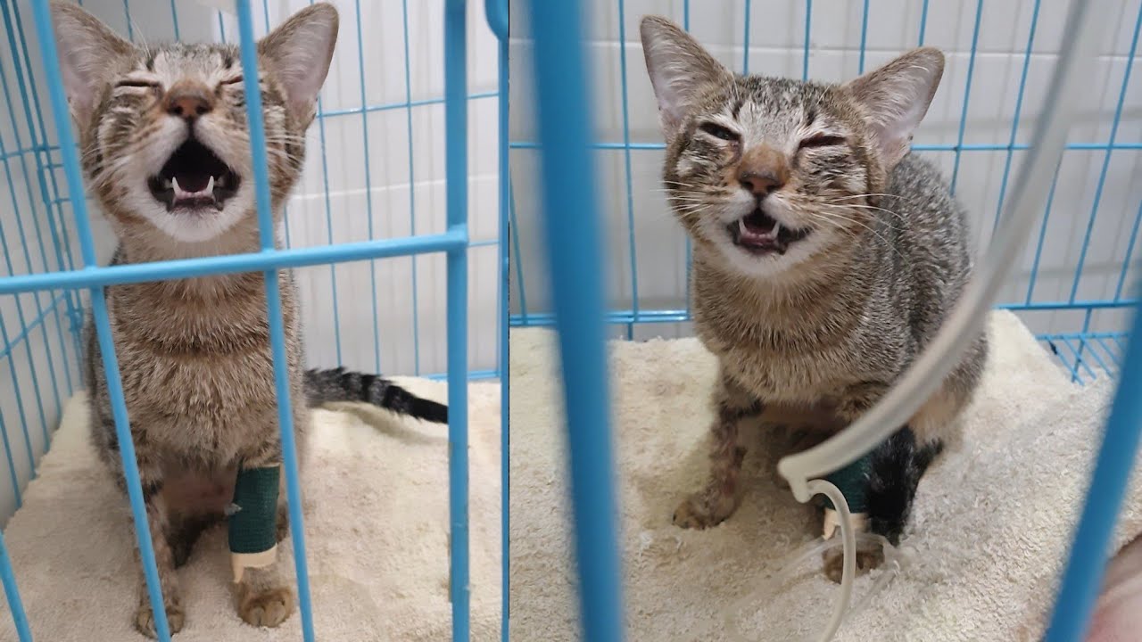 My Cat Recovery Update After Over A Week That Cannot Meow Because OF ...