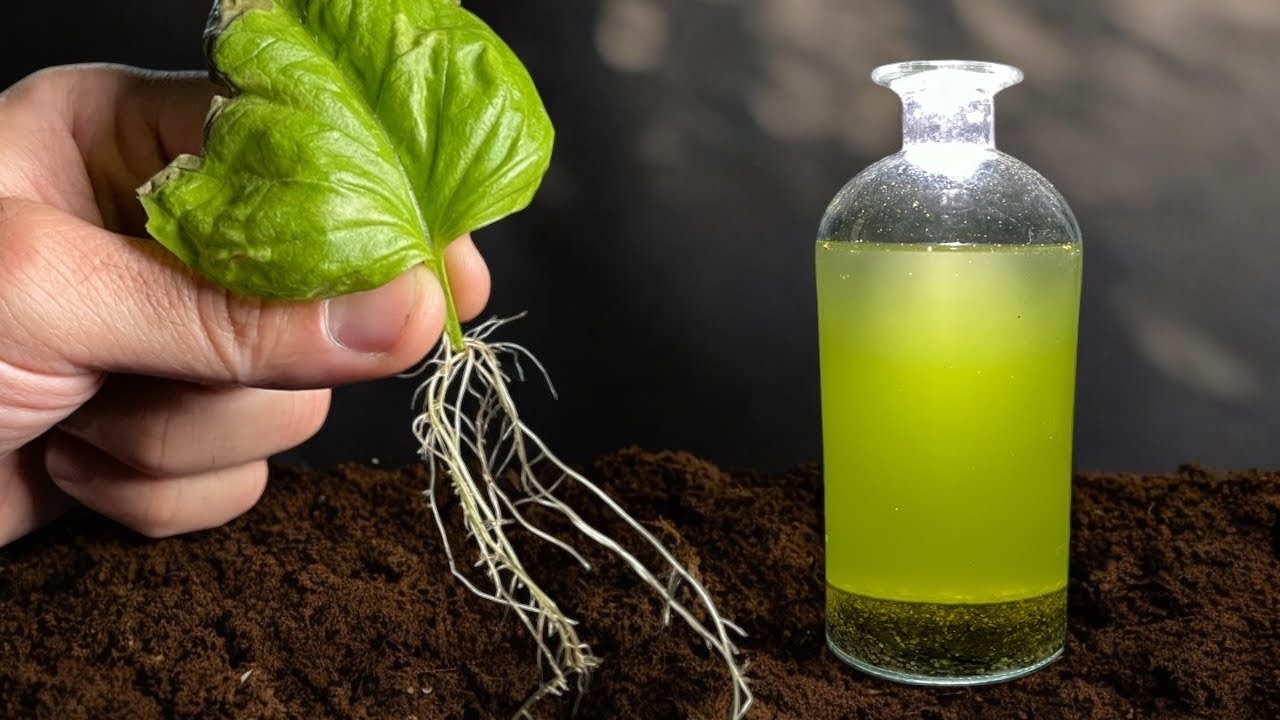 Вода, которая КОРНЕЕТ даже лист базилика - BIOPECERA