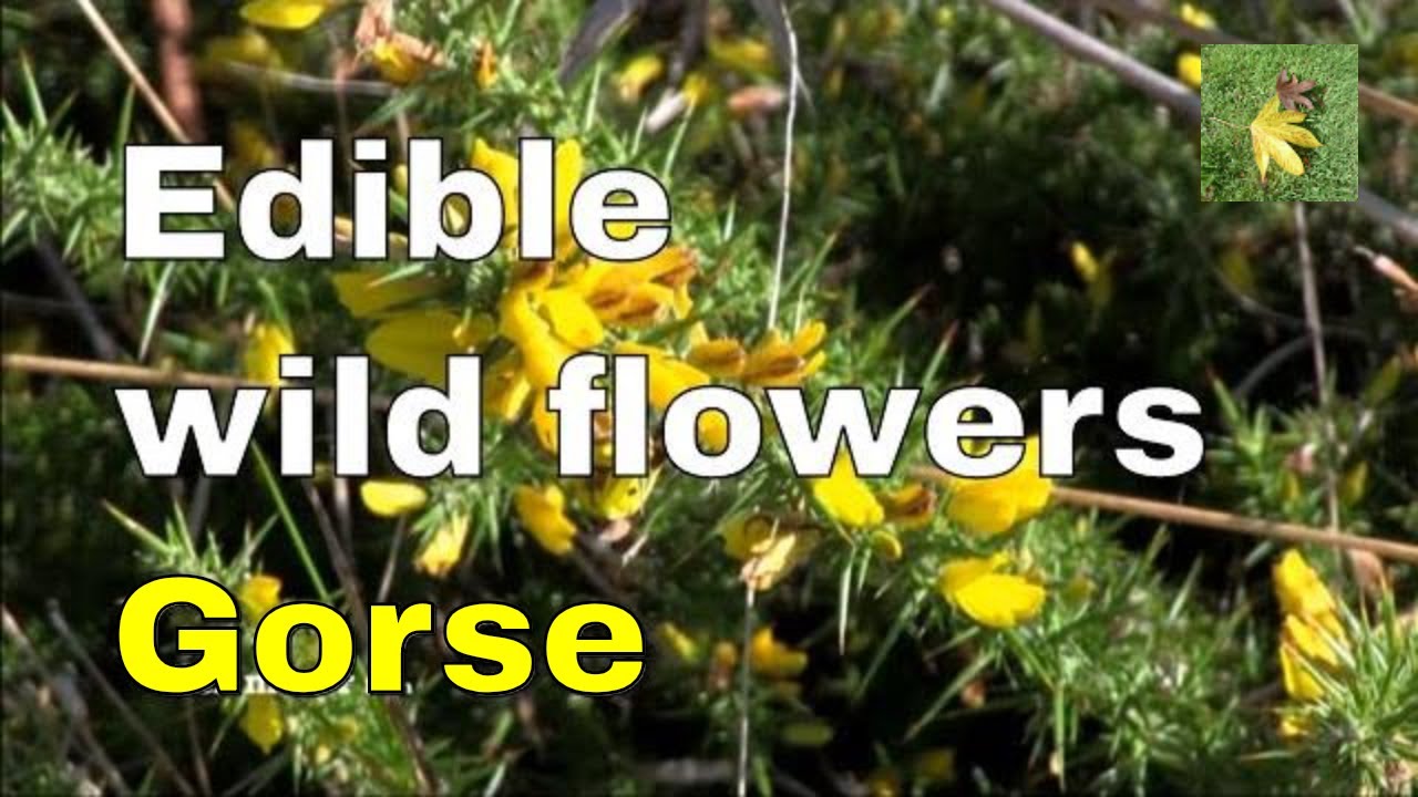 Edible flowers Gorse bush (Ulex minor) Dwarf Furze or Dwarf Gorse