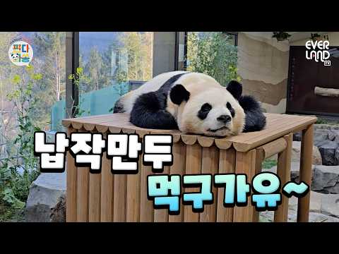 어디까지 납작해지는 거예요???｜#판다와쏭 #246