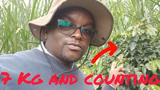 Arabica Coffee|| POST HARVEST updates|| 7KG and Counting.! || August 2026