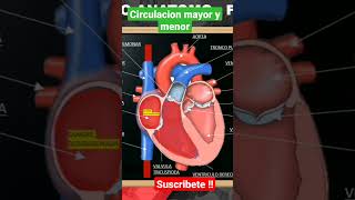 Circulación Mayor Y Menor Del Corazón