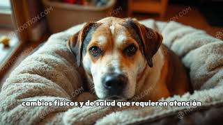 Cuidado de perros ancianos 5 consejos