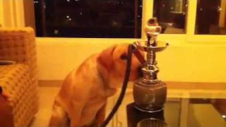 Chaos Amazed With Hookah
