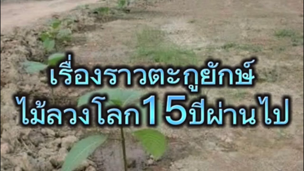 ความเป็นมาไม้ตะกูยักษ์ไม้ลวงโลกจริงหรือหลอก