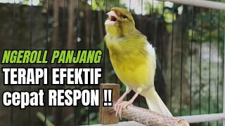 Kicau Kenari Gacor Paling Dicari Dijamin Nyaut!! | Pancingan Masteran Kenari Terbaik!!