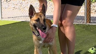 Paws for Pets: Penny the Dog