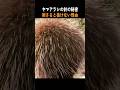 ヤマアラシの針の秘密｜刺さると抜けない理由