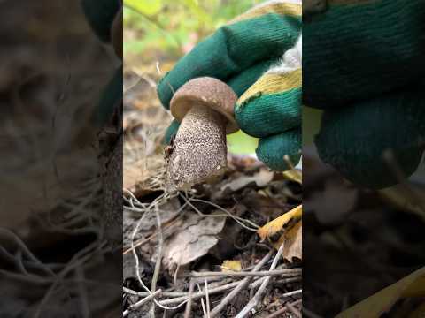 Жареная картошка с