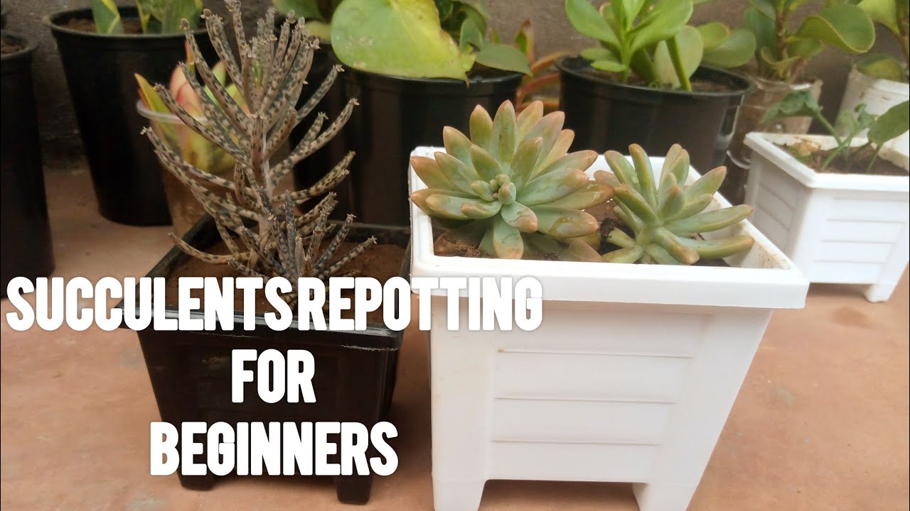 Succulents tips for beginners/ How to repot succulents/Best containers ...