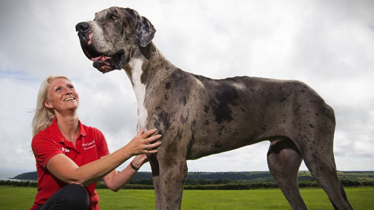 Is This The Worlds Tallest Dog Youtube