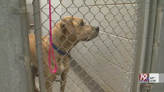 Huntsville Animal Services Holds 'Clear the Shelters' Event | August 9, 2023 | News 19 at 6 p.m.