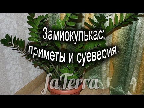 Замиокулькас: приметы и суеверия. Можно ли держать в доме долларовое дерево?