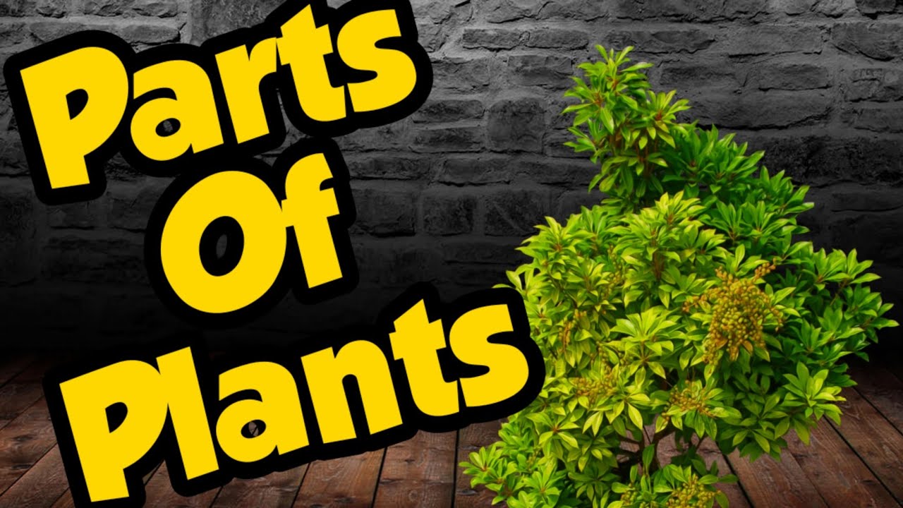 Parts of a plant( Roots, Stem, Leaf, Fruit, Flower, Seeds)