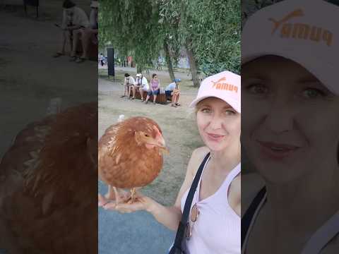Настоящая курочка Ряба, которая несёт золотые яйца 😅 #веселье #деньги #мечта #