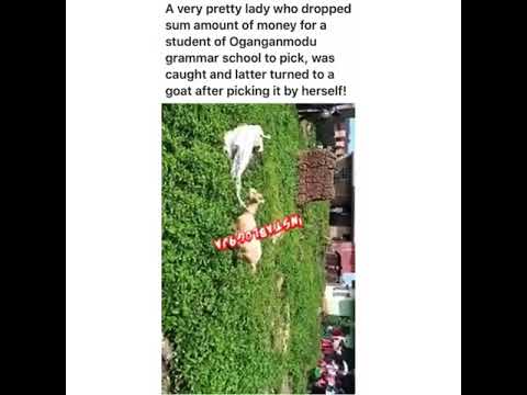 Ritualist Turns Into A Goat After Picking The Money He Dropped On The Floor. VIDEO