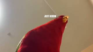 Red Bird Meme, Wait For The Twist Rin