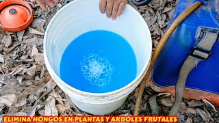 Elimina hongos en tus árboles frutales ,gomosis con el fungicida caldo bordelés.