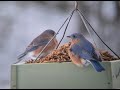 Maine Bluebirds