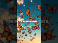 The Remarkable Journey of the Monarch Butterfly