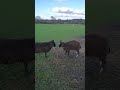 Twins beth  george the zwartbles play