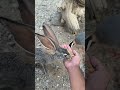 الحجل العربي والارنب البري يتشاركان الطعام محمية حيوانات أرنب حجل